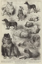 The Birmingham Dog Show, Prize Dogs